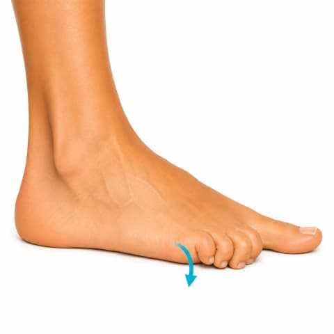 Toe Flexion & Extension (Lesser Toes) exercise illustration