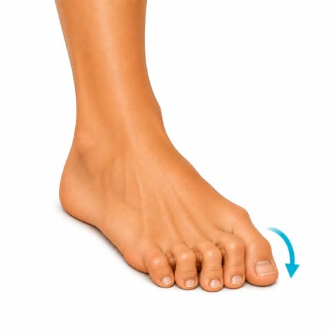 Toe Curls exercise illustration