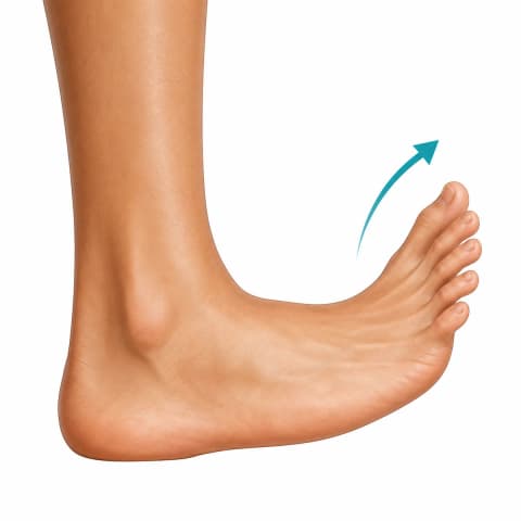 Toe Raises & Toe Curls exercise illustration